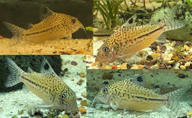 Cory 'Lined Large' 2021 Dec 12 comp.jpg