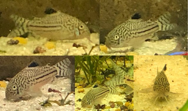 Cory 'Lined Small' 2021 Dec 12 comp2.jpg