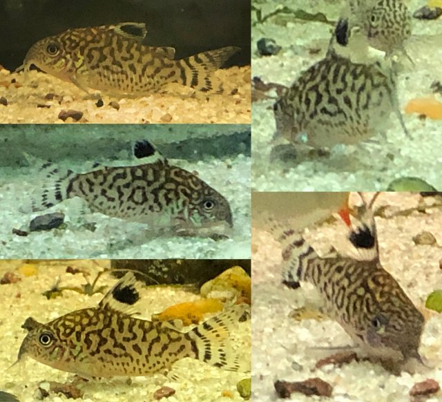 Cory 'NotLined' 2021 Dec 12 comp.jpg