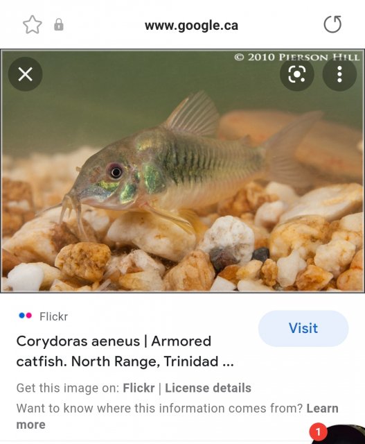 Screenshot_20211216-180839_Samsung Internet.jpg