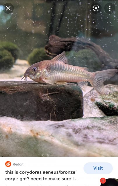 Screenshot_20211216-180944_Samsung Internet.jpg