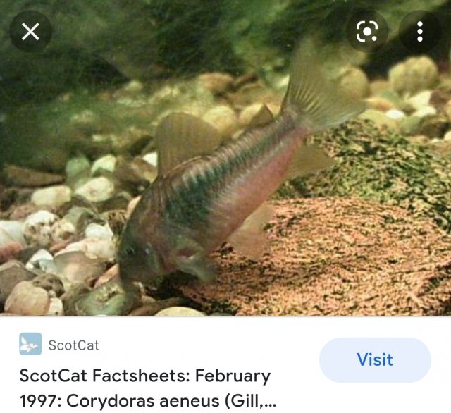 Screenshot_20211216-180922_Samsung Internet.jpg