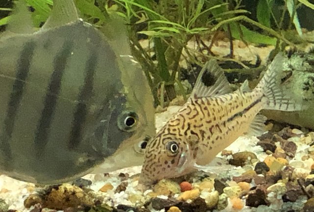 IMG_0269 Crop C.trilineatus & tiger$s.jpg