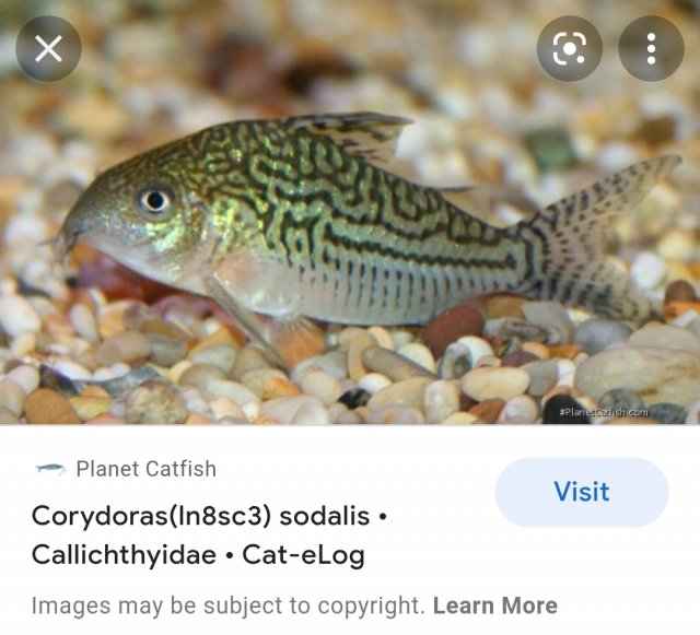 Screenshot_20211217-155607_Samsung Internet.jpg