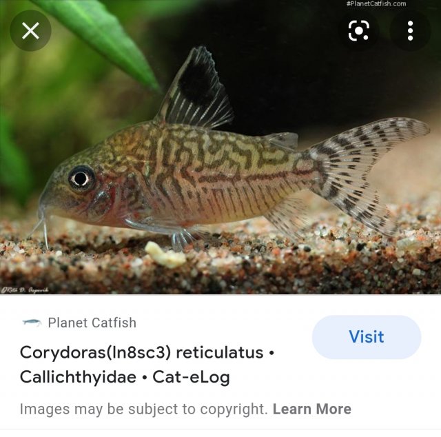 Screenshot_20211217-155650_Samsung Internet.jpg