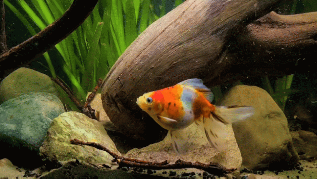 Untitled - Sequence 01 19_1.gif