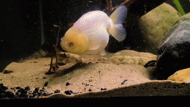 Untitled - Sequence 01 20_1.gif