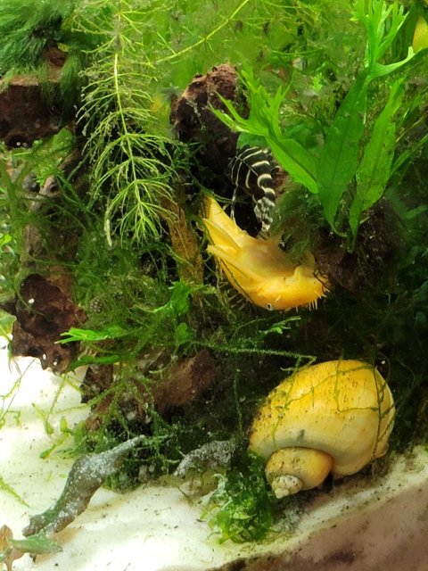 sleeping_pleco.jpg sleeping_pleco.jpg