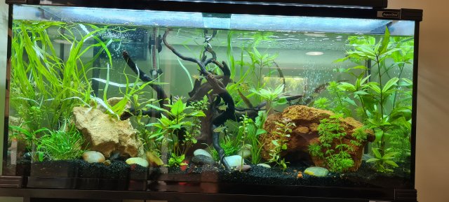 Tank before.jpg