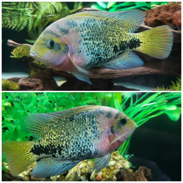 photocollage_2022426173012897.jpg