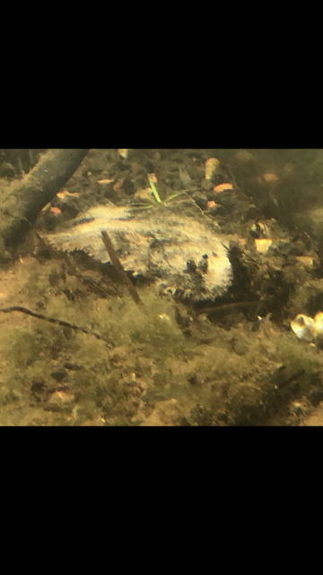 freshwater flounder fish for sale.PNG freshwater flounder fish for sale.PNG