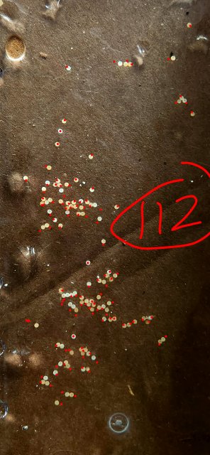 20220915_1643count48.jpg