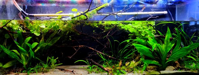 What is a Paludarium and How to Build a Paludarium?