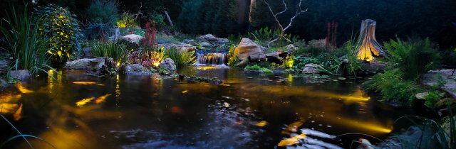best of pond (1 of 7).jpg