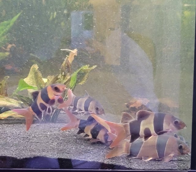 loach.jpg