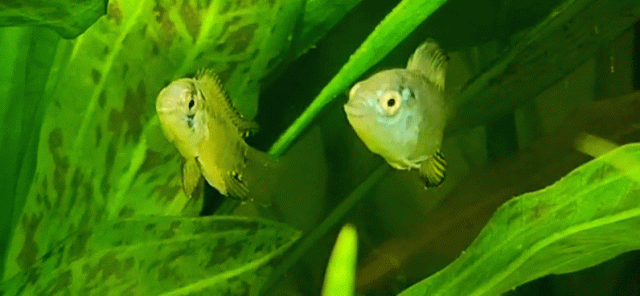 20240202_161200_1_1.gif