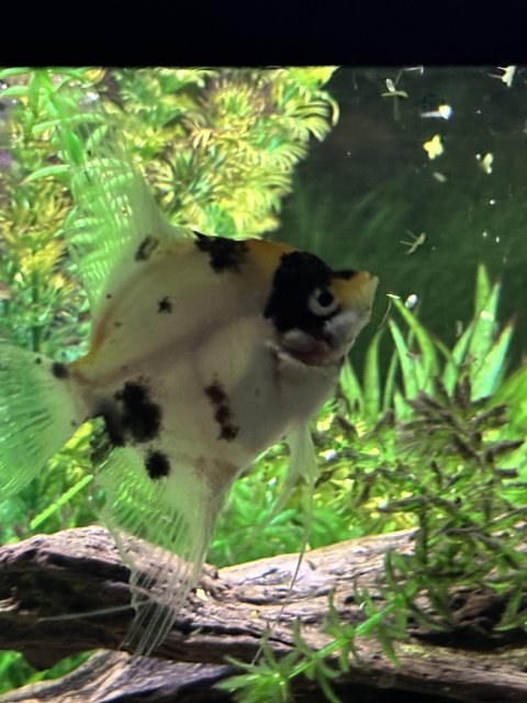 IMG_8170.jpeg