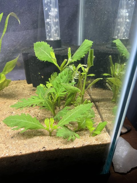 Aquarium plants.jpg