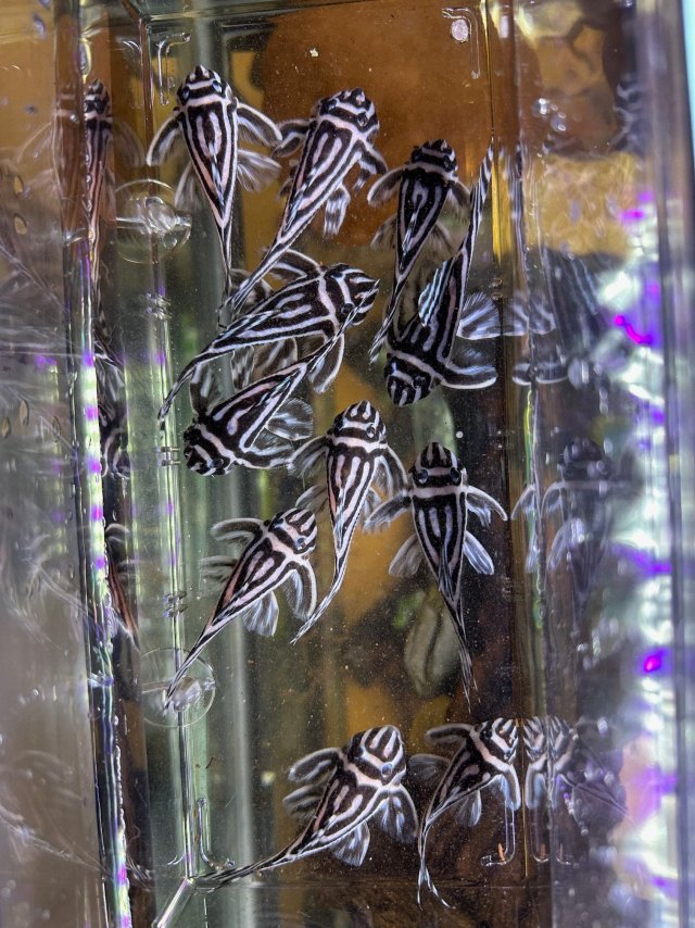 IMG_8734.jpeg IMG_8734.jpeg