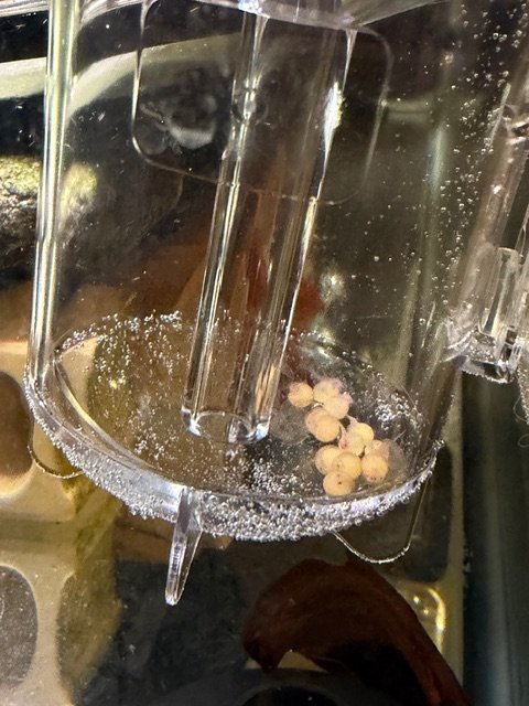 IMG_1818.jpeg IMG_1818.jpeg