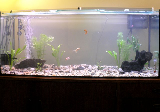 Aquarium-Stage-1.jpg