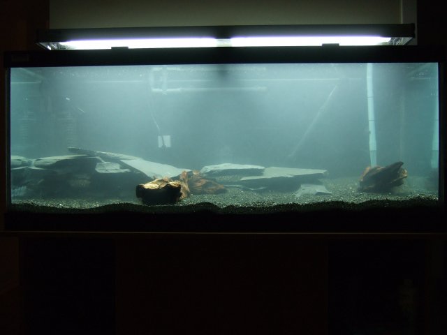 2007-06-29 65gal Day 2.JPG