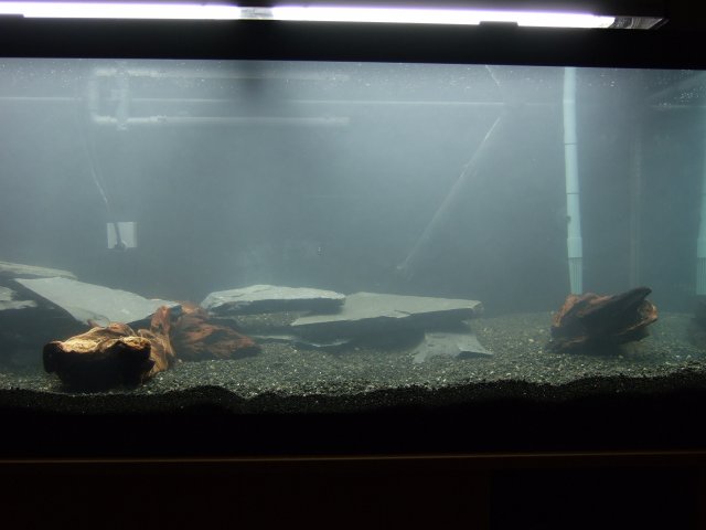2007-06-29 65gal right Day 2.JPG