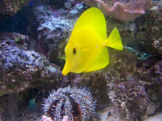 new tang 010.JPG