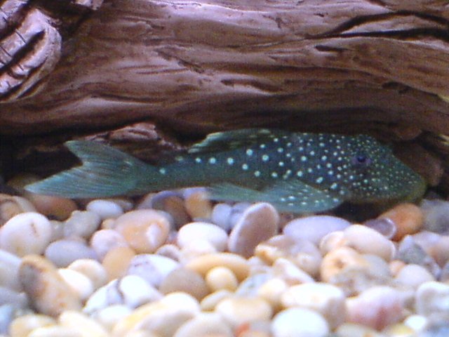 DSC00165.JPG