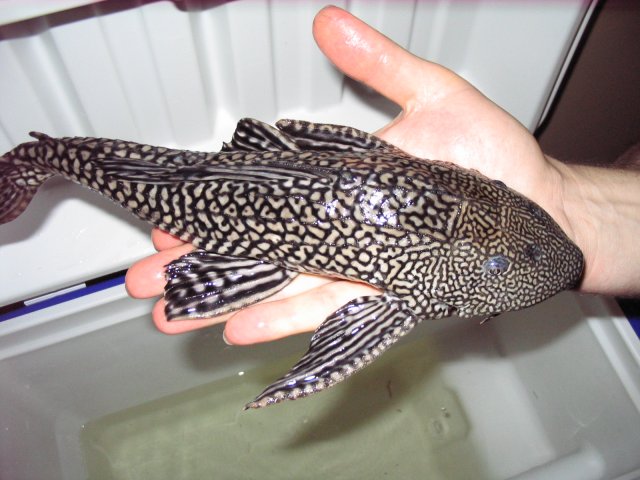 White on Black Pleco 006.jpg