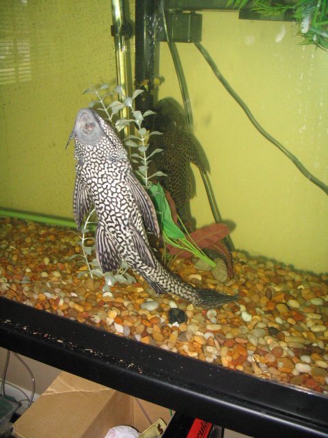 Plecos 003.jpg
