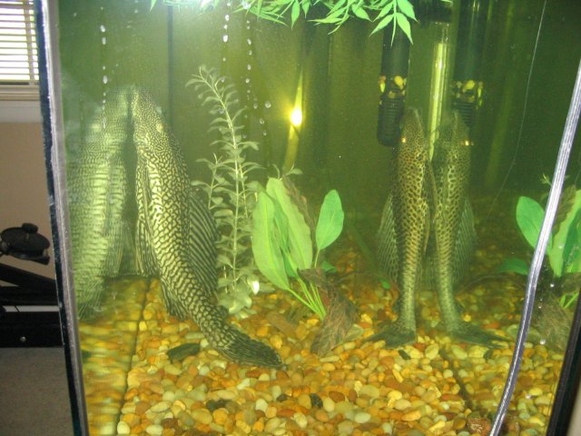 Plecos 004.jpg