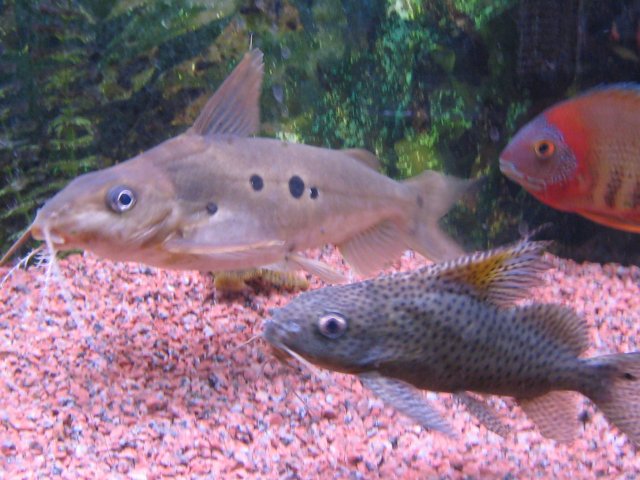 IMG_1411.JPG