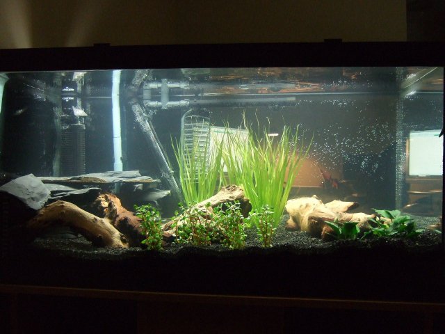 2007-07-03 50gal Full.JPG