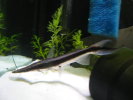 lima shovelnose2.jpg