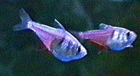 vonriotetra.jpg