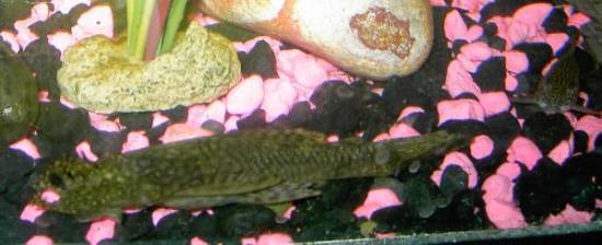 fish 001.jpg