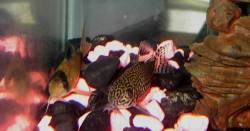 fish 009.jpg