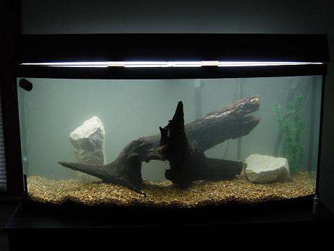 Tank with log.JPG