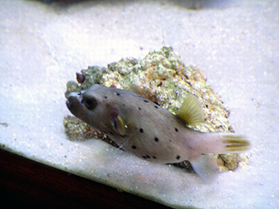 mini-puffer1.jpg