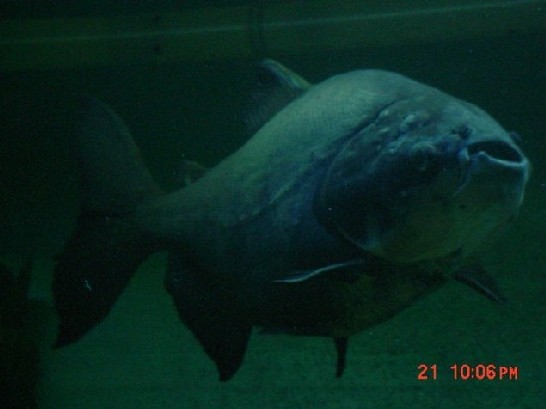 Pacu9.JPG