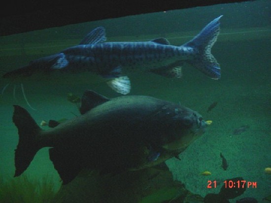 Pacu.Shovelnose2.JPG