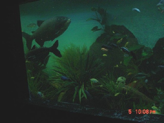 Pacu.Africans.JPG
