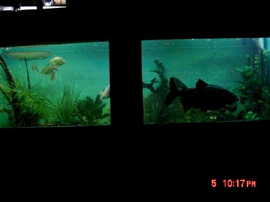 Fishtank2.JPG