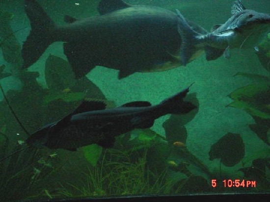 BigFish2.JPG