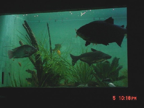 Pacu4.JPG