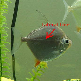 lateral.jpg lateral.jpg