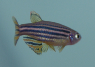 Zebra Danio Spotted Fin.jpg