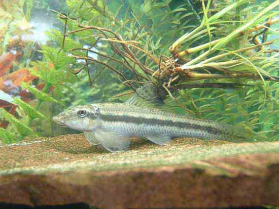 chinese algae eater.jpg