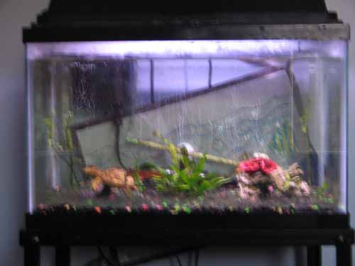 AquariumSmall.JPG